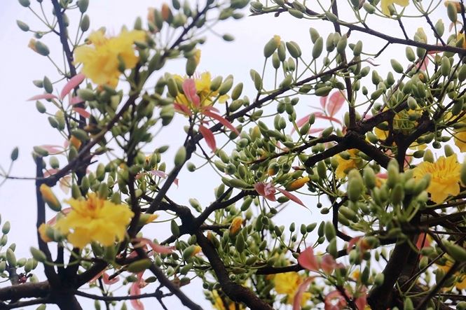 Tận thấy cây mai hơn 100 tuổi, giá 3 tỷ ở chợ hoa Tết Đà Nẵng - ảnh 10