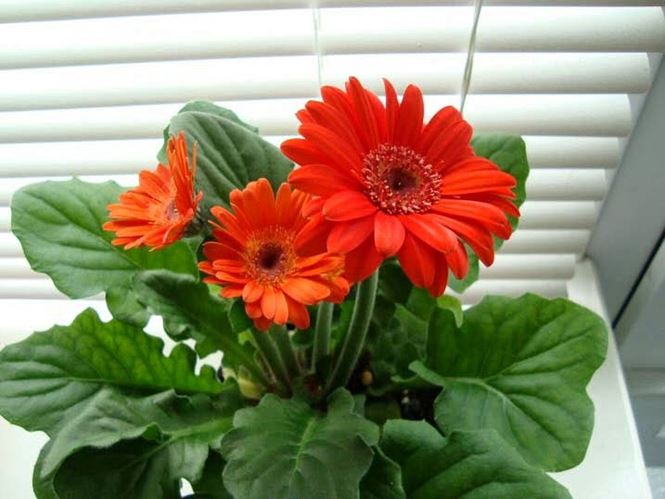 8 loài hoa mang ý nghĩa hạnh phúc, may mắn, tài lộc đến cho gia đình - ảnh 7