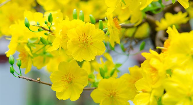 8 loài hoa mang ý nghĩa hạnh phúc, may mắn, tài lộc đến cho gia đình - ảnh 3
