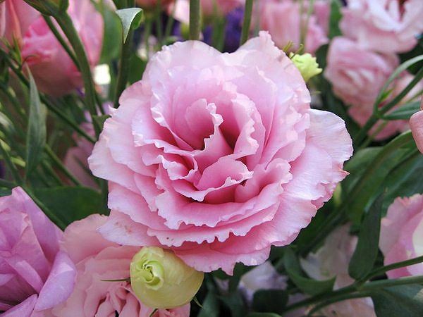 8 loài hoa mang ý nghĩa hạnh phúc, may mắn, tài lộc đến cho gia đình - ảnh 8