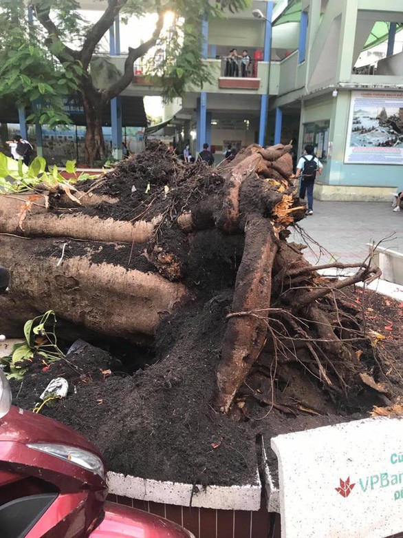 Sao Việt đau lòng lên tiếng sau vụ cây đổ khiến học sinh tử vong - ảnh 3