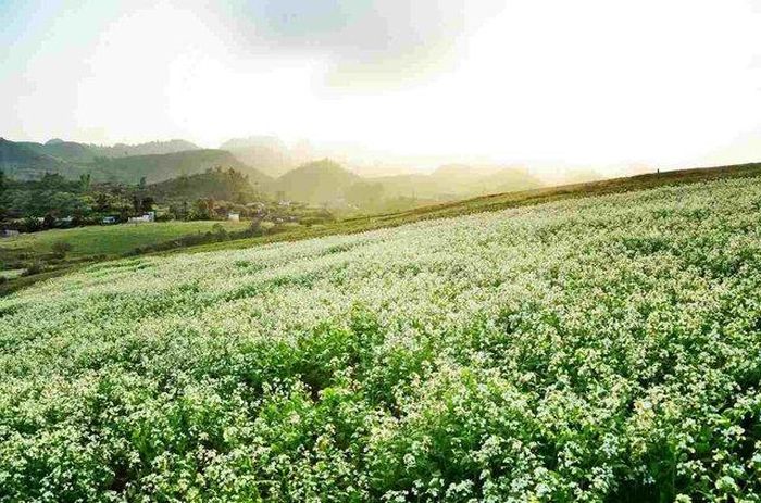 Cánh đồng hoa cải trắng tuyệt đẹp ở Mộc Châu.