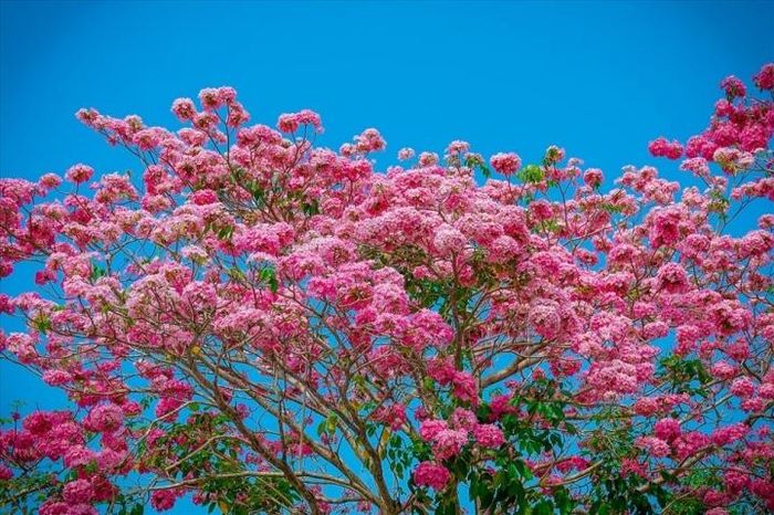 Vẻ đẹp của hoa kèn hồng khi vào mùa nở rộ. (Ảnh: Lao động)