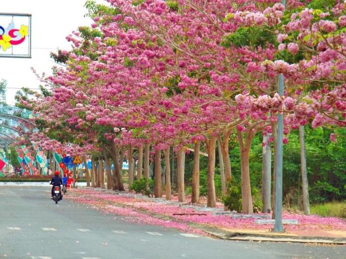 Con đường được trồng 160 cây kèn hồng ở Sóc Trăng. (Ảnh: Trường Dương)