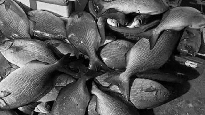 Cá tà ma sống ở biển, da có vảy màu nâu đen, thân dẹt, hình giống như con cá rô phi nước ngọt nhưng to hơn